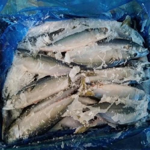 FROZEN HORSE MACKEREL