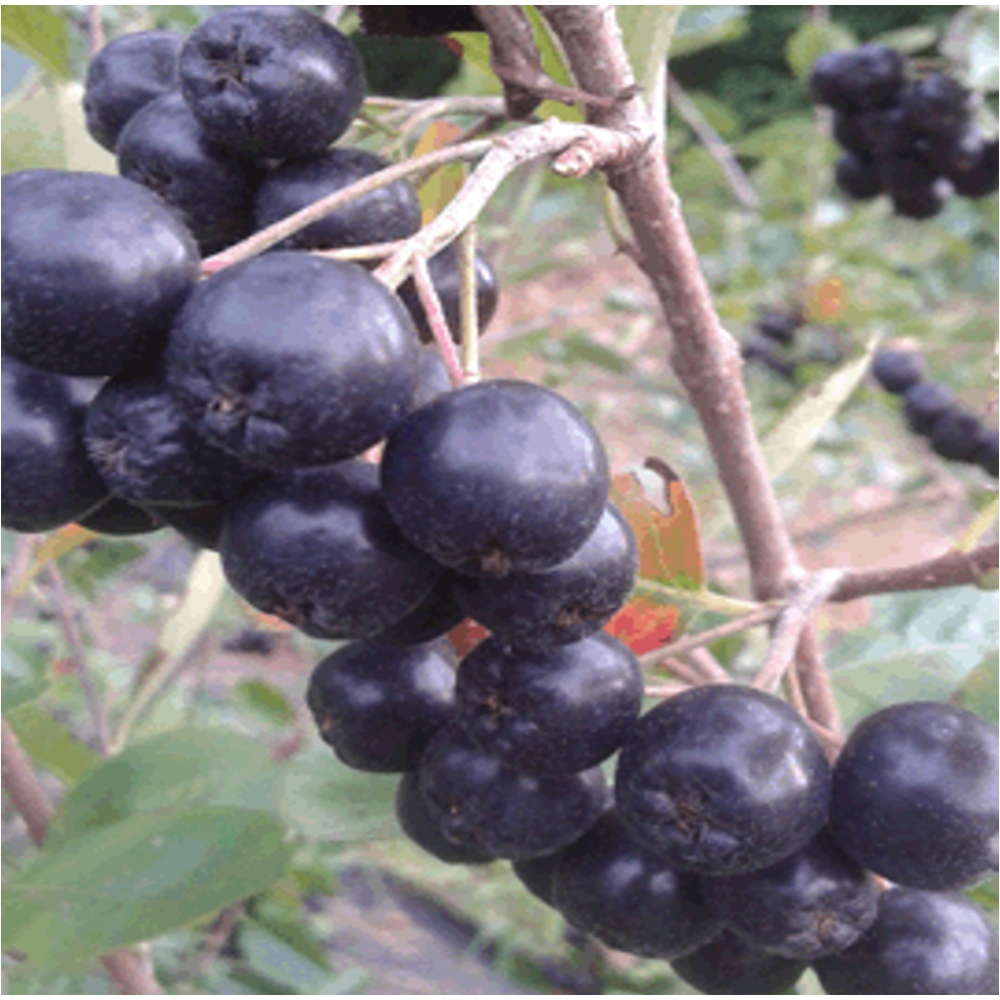 SANGOEUL ARONIA POWDER SET