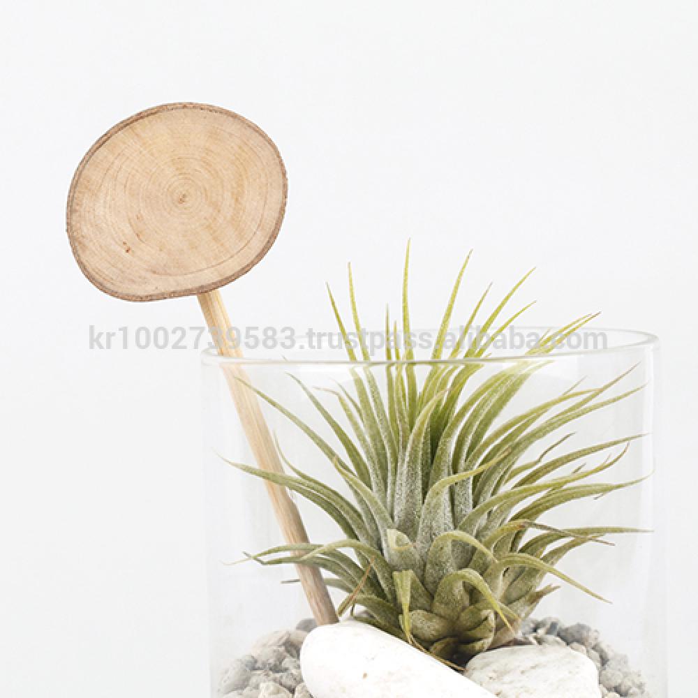 Vintage Glass Cup Tillandsia Air Plants DIY Set " Black & White" Joinflower