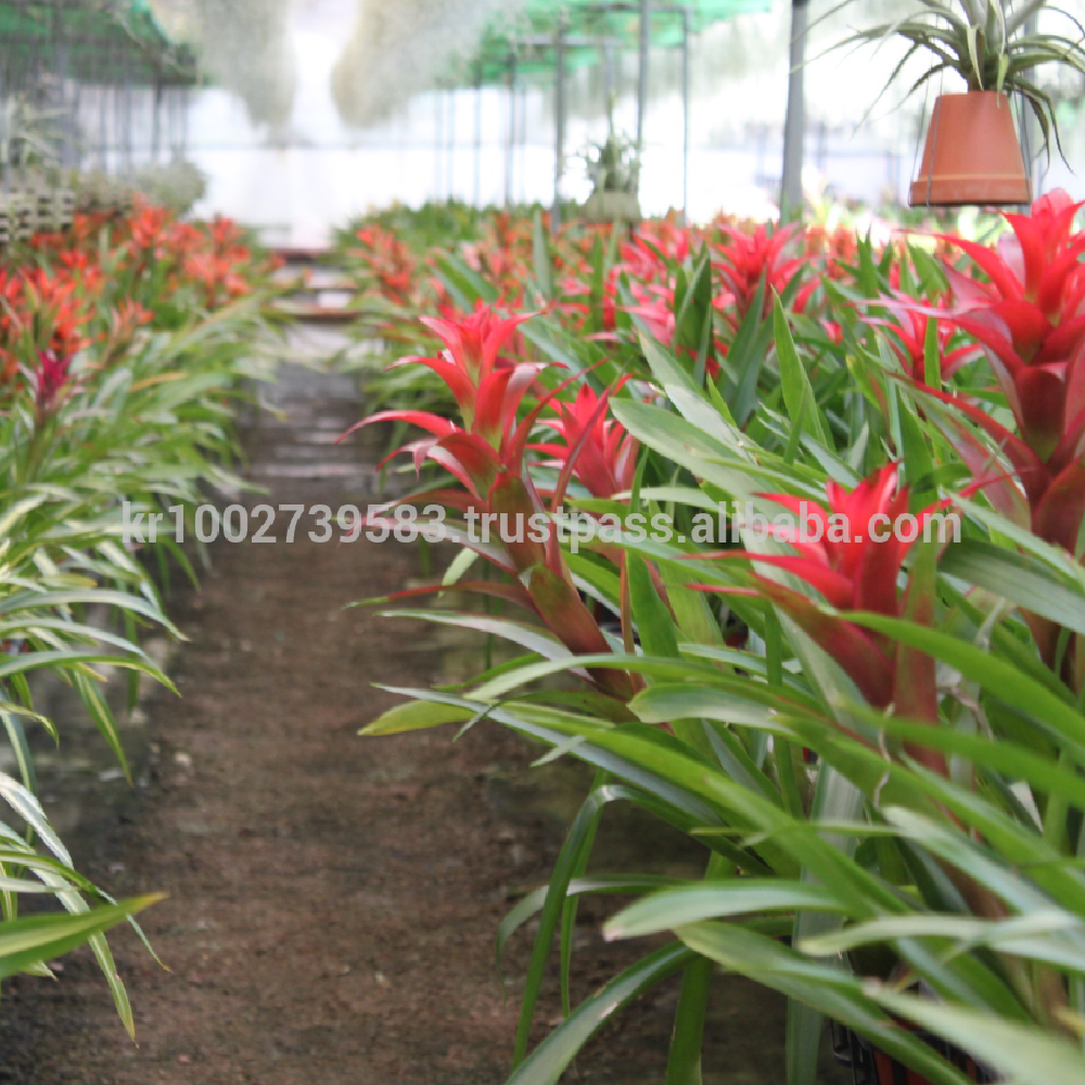 Wonderfully stunning table top plants guzmania " Grand Prix " Joinflower Joinfolia