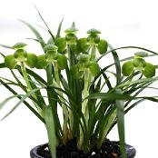 China Oriental Orchids Oriental orchids through fostering new ones