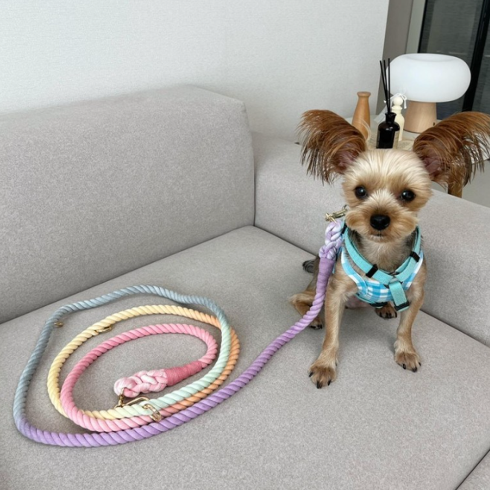 Dog Rainbow 6 in 1 Rope Dog Leash How to use hands-free walking with both hands