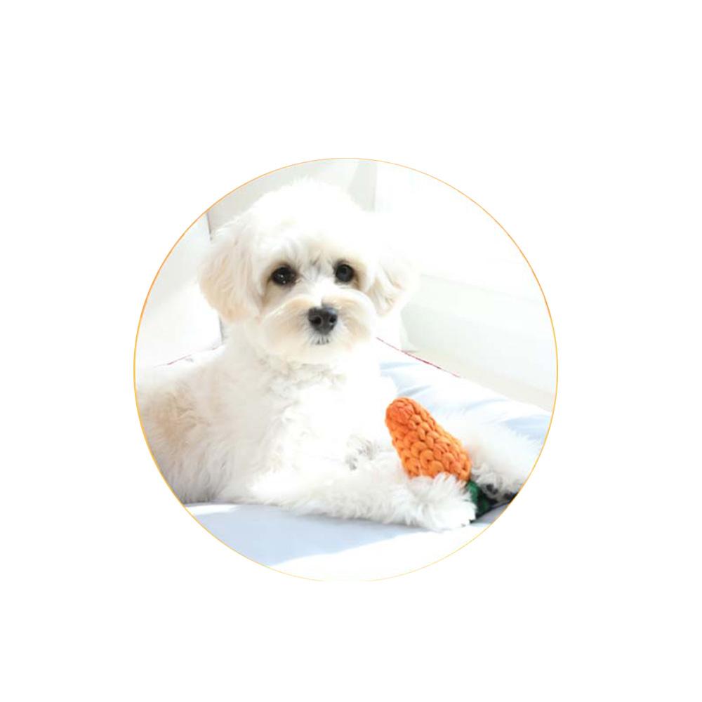 Do you like me? ~ Carrot catch toy