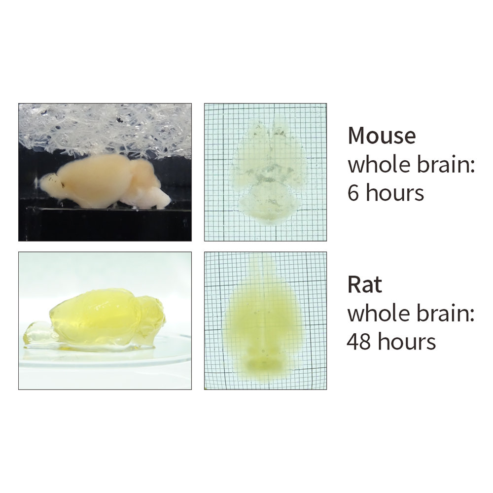 Binaree Tissue Clearing Rapid Solution Brain
